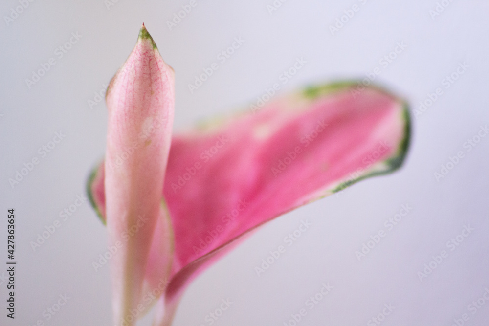 Aglaonema china red leaves, red-green species placed on a white background. Red aglaonema, Green leaves with bright pink veins, Exotic tropical leaf. Aglaonema china red leaves, red-green species placed on a white background. Red aglaonema, Green leaves with bright pink veins, Exotic tropical leaf.