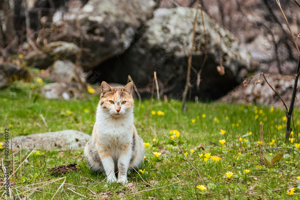 Lovely cat sitting on grass full of tiny yellow flowers in spring next to the stone