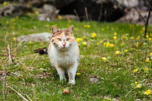Adorable cat standing on grass full of tiny yellow flowers and looking to someone