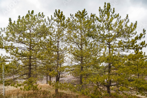 Four evergreen beautiful pine trees with clouds in spring in the forest