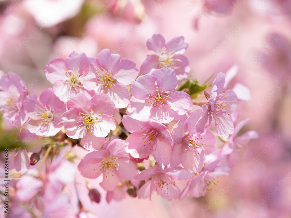 満開のサクラの花
