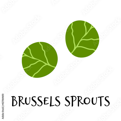 Vector illustration of brussels sprouts in hand drawn flat style.