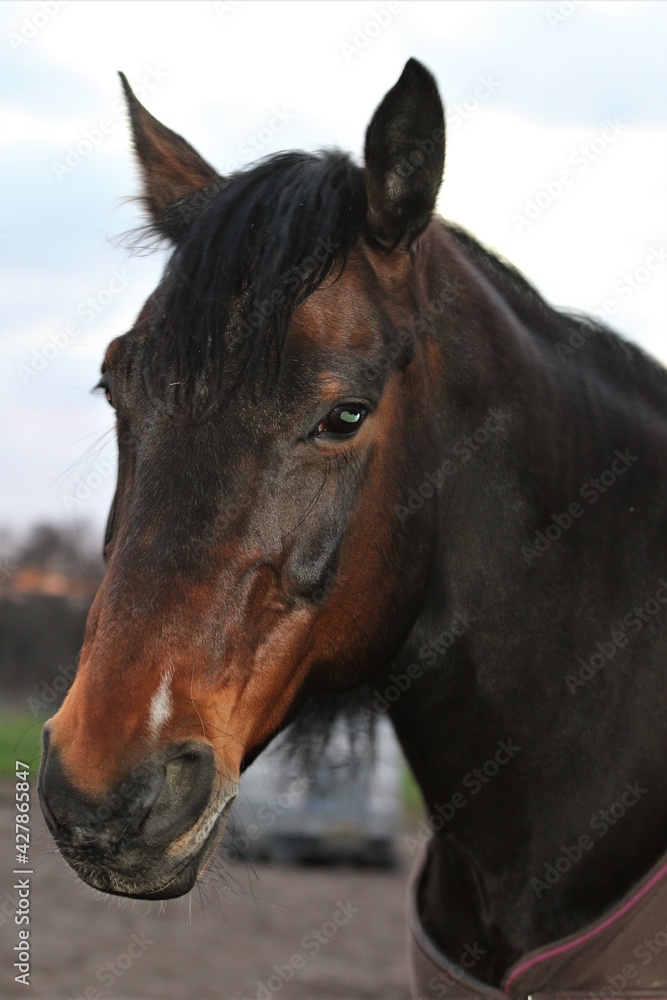Head of a brown horse as a close up