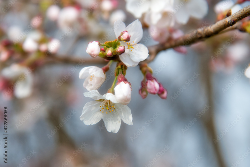 Obraz premium 春爛漫 美しく咲いた桜のクローズアップ