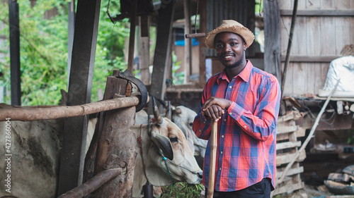 African farmer man feeding grass for a cows in the farm .Agriculture or cultivation concept