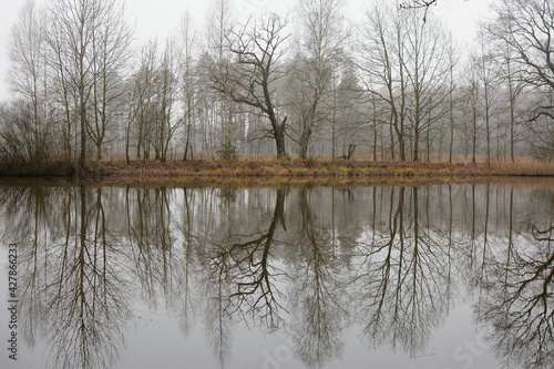 Trees reflected in a calm lake