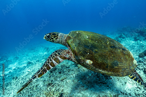 turtle swimming in the sea At the Surin Islands National Park in the south of Thailand. photo