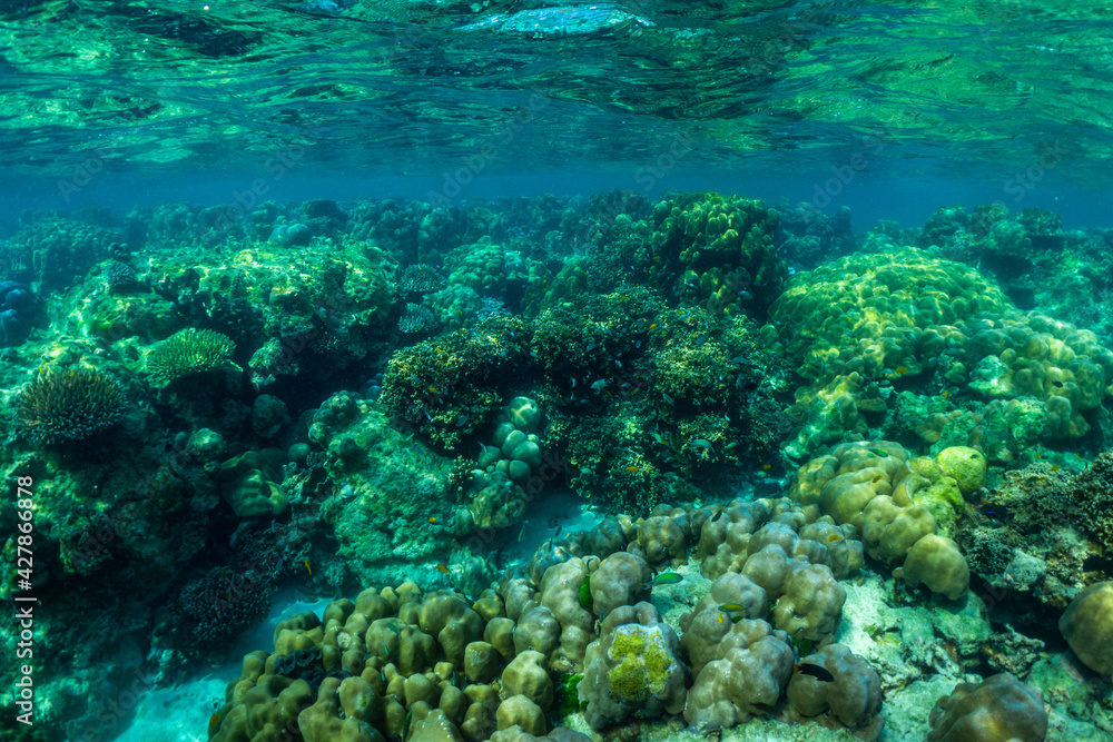 underwater scene with coral reef and fish,Surin Islands,Thailand. underwater scene with coral reef and fish,Surin Islands,Thailand.