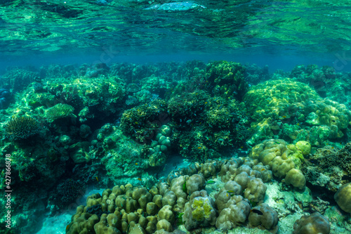 underwater scene with coral reef and fish,Surin Islands,Thailand.
