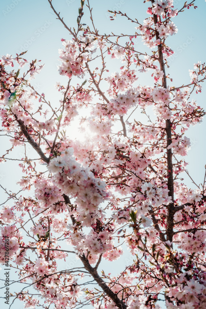 cherry blossom against the sun with sunstar