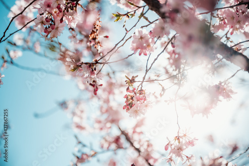 cherry blossom against the sun