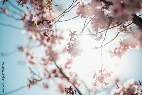 cherry blossom against the sun