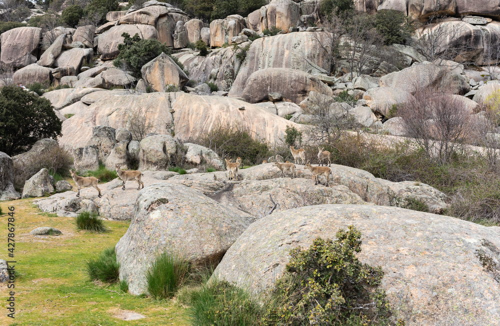 A herd of wild mountain goats walk through a beautiful landscape of huge rocks.