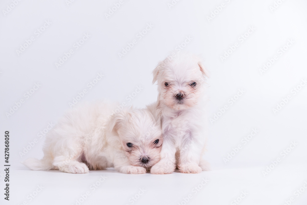 Two white maltese puppies are sitting on a white background. Two white maltese puppies are sitting on a white background.