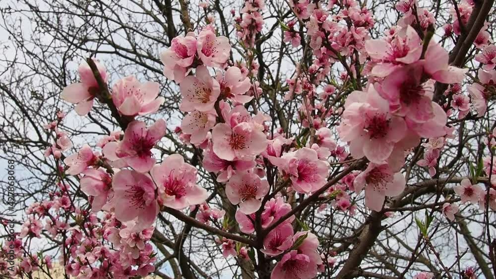 Cherry branch with flowers in spring bloom. A beautiful Japanese tree ...