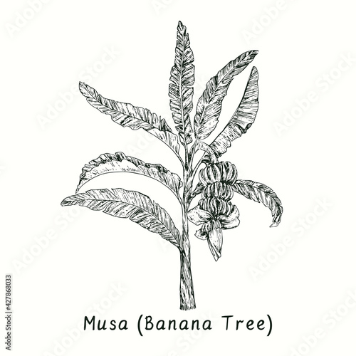 Musa (Banana tree) with fruit bunch. Ink black and white doodle drawing in woodcut style.