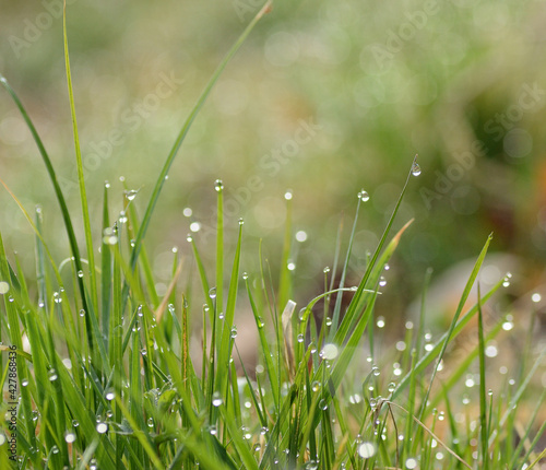 Spring grass with drops of dew