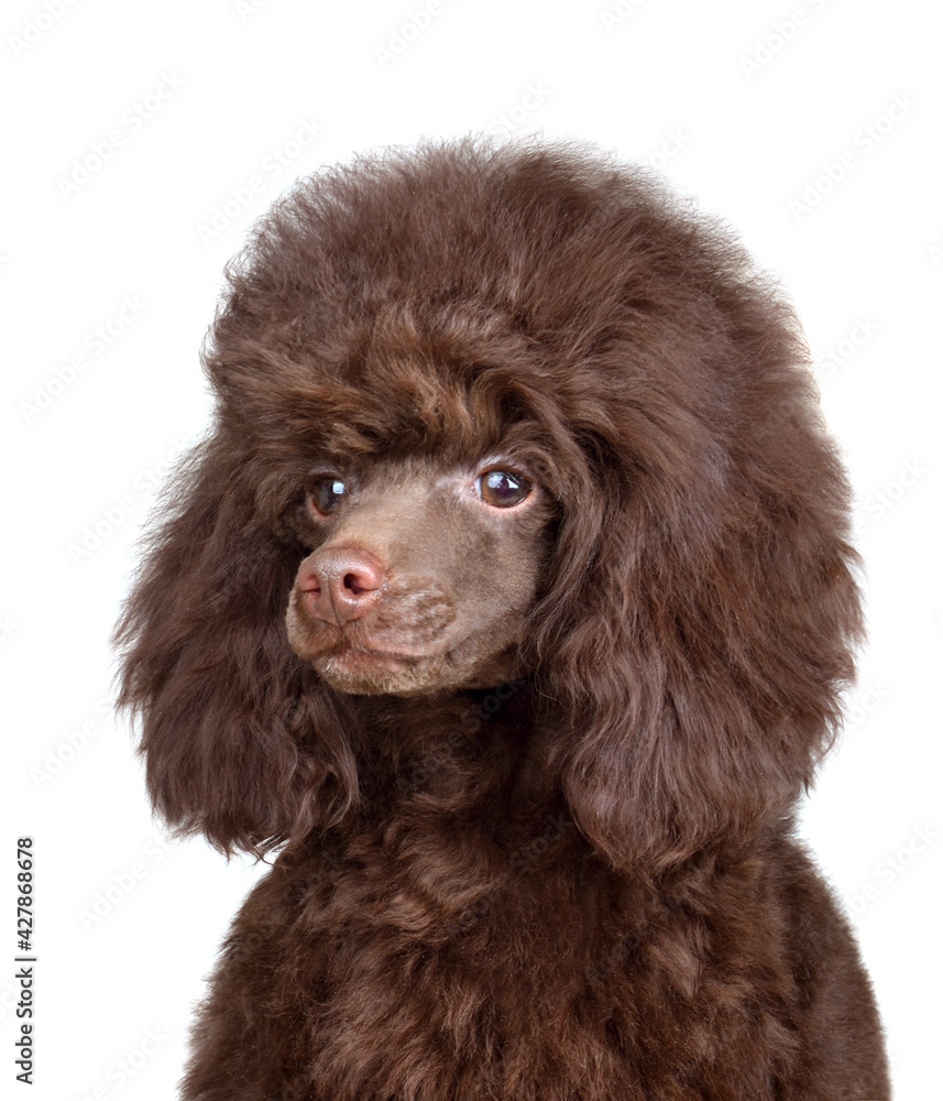 Puppy of chocolate toy poodle Puppy of chocolate toy poodle