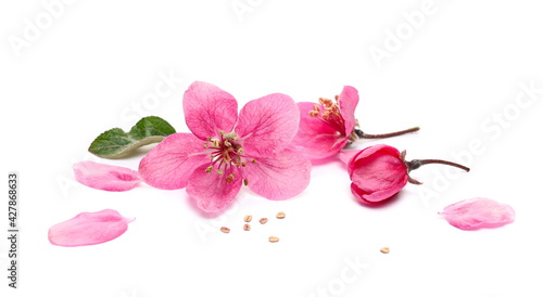 Fruit tree flowers blooming in spring, isolated on white background