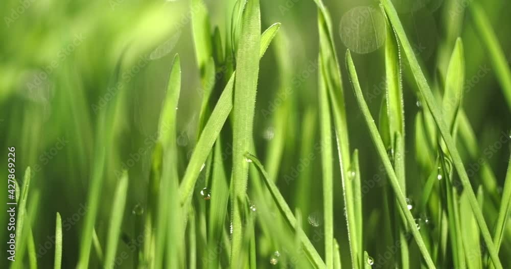 Fresh green grass with dew drops clips, dew drops on green grass footage, rain drops on green grass video. Closeup rotation Fresh green grass with dew drops clips, dew drops on green grass footage, rain drops on green grass video. Closeup rotation