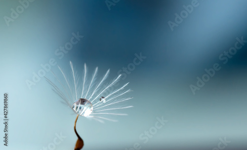 Fototapeta Naklejka Na Ścianę i Meble -  dandelion seeds on blue background
