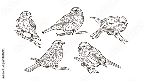 Adult coloring pages Beautiful Birds contour illustration. Line art design for antistress colouring book with sparrows.