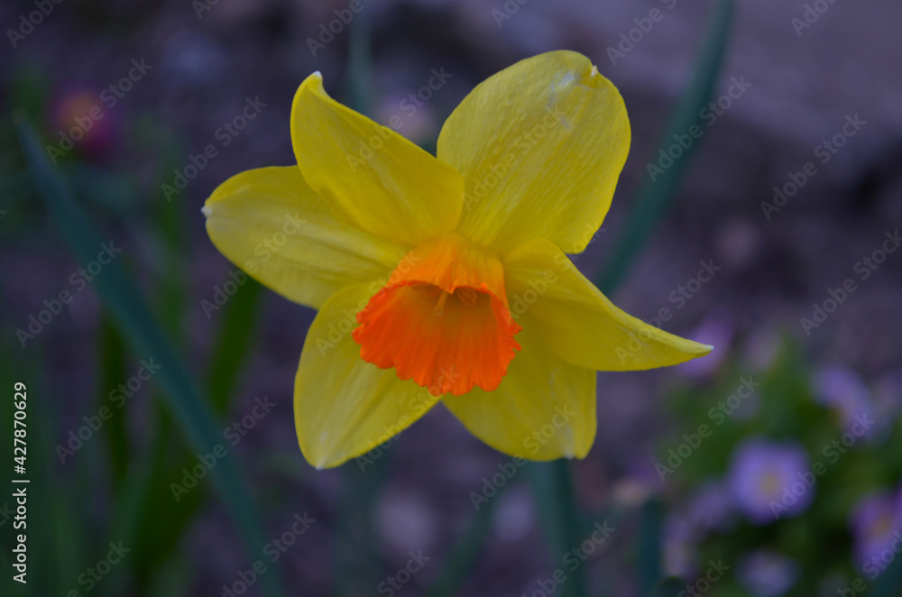 Fototapeta premium Macro Photo of yellow flowers narcissus. Background Daffodil narcissus with green leaves.