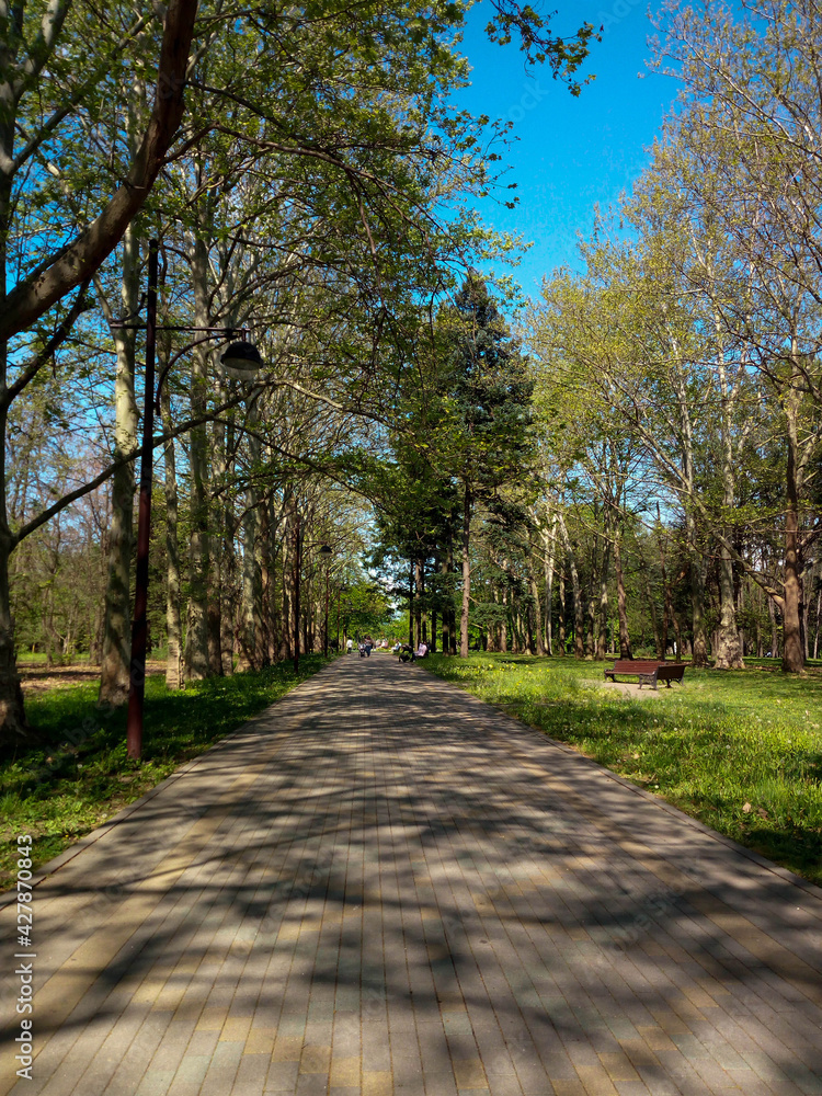 path in autumn park path in autumn park
