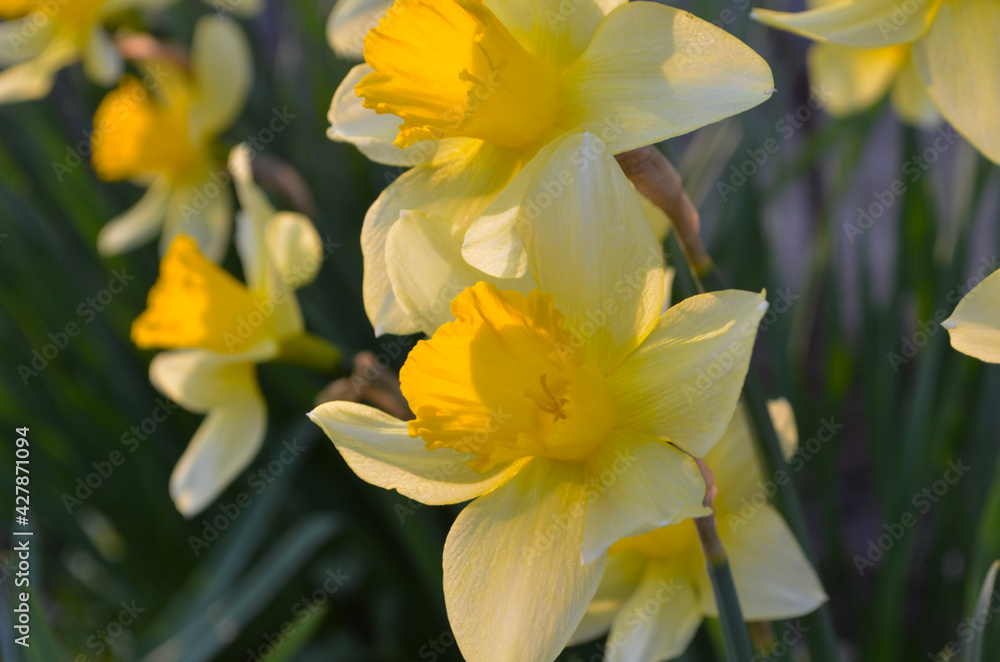 Macro Photo of yellow flowers narcissus. Background Daffodil narcissus with green leaves.