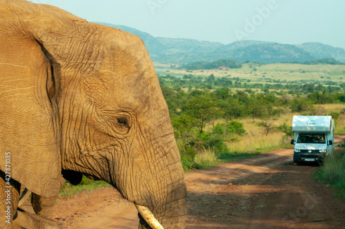 african elephant in the wild