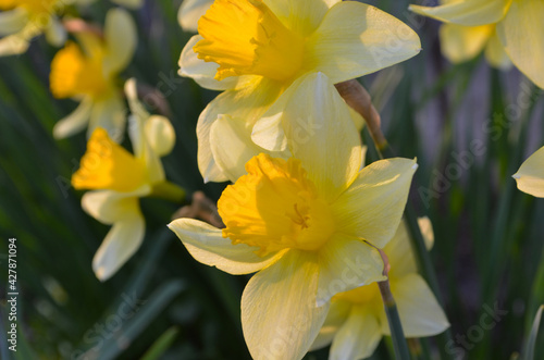 Macro Photo of yellow flowers narcissus. Background Daffodil narcissus with green leaves.