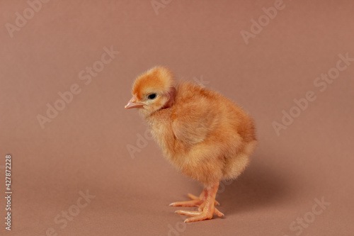 A newborn little chicken on brown background.