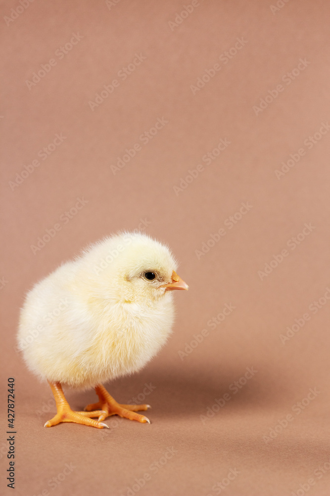 A newborn little chicken on brown background. A newborn little chicken on brown background.