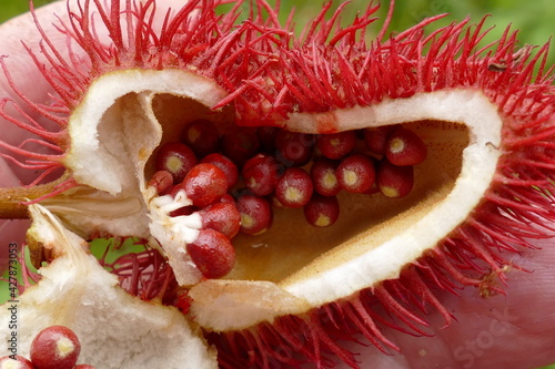 Close-up of the partially opened fruit pods of an urucum plant (Bixa orellana). This tropical plant was used by indigenous communities in Brazil for culinary, medicinal, and body painting. photo