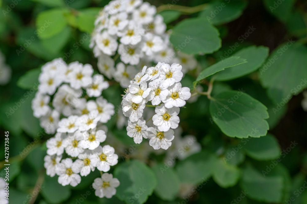 Spiraea vanhouttei meadowsweet ornamental shrub in bloom, group of bright white flowering flowers on branches Spiraea vanhouttei meadowsweet ornamental shrub in bloom, group of bright white flowering flowers on branches