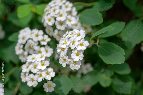 Spiraea vanhouttei meadowsweet ornamental shrub in bloom  group of bright white flowering flowers on branches