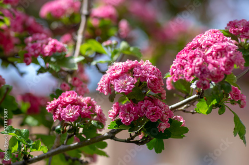 Εκτύπωση καμβά Crataegus laevigata cultivar pauls scarlet bright pink flowering tree, group of