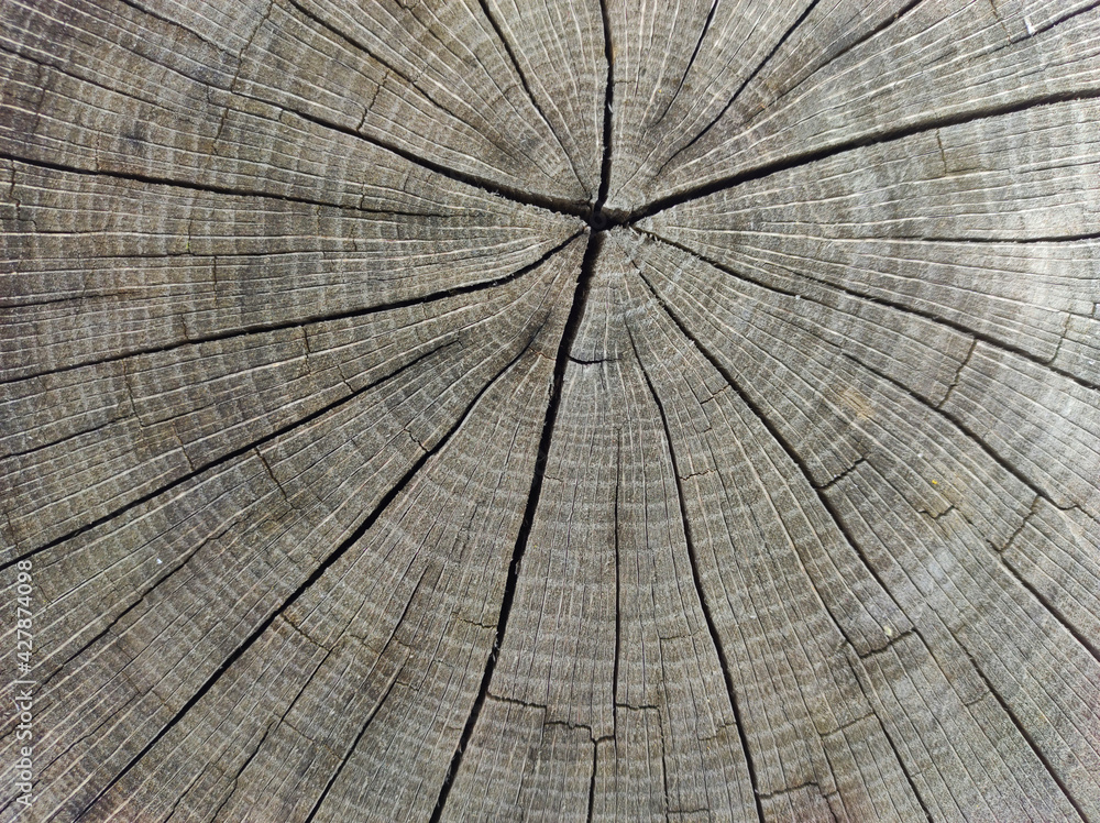 Fototapeta premium Wood texture