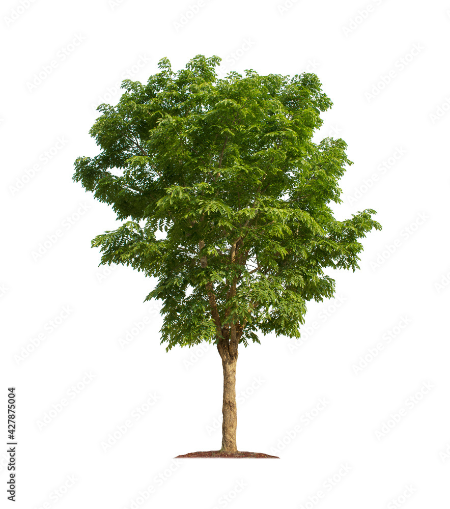 Tree isolated on white background with clipping paths for garden design Tree isolated on white background with clipping paths for garden design