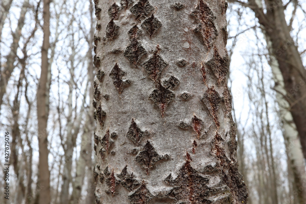 Fototapeta premium Birch bark close up