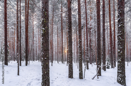 A ray of sunshine breaks through the pine forest. A winter forest at dawn. Russia, Republic of Karelia
