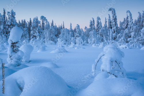 Winter arctic landscape. Winter polar forest. Trees covered with snow in Paanajärvi National Park. Russia, Republic of Karelia
