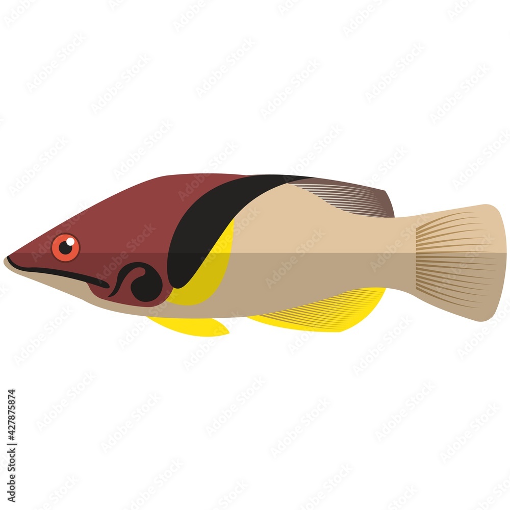 Vector fish barred hogfis sea or ocean underwater life Vector fish barred hogfis sea or ocean underwater life