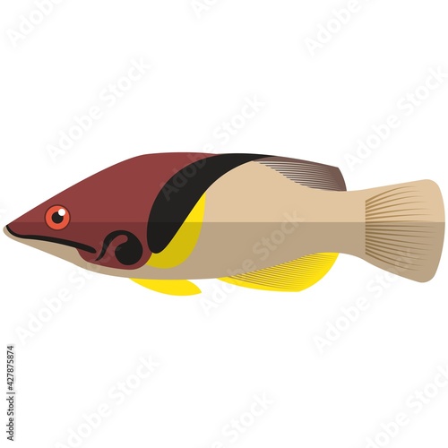 Vector fish barred hogfis sea or ocean underwater life