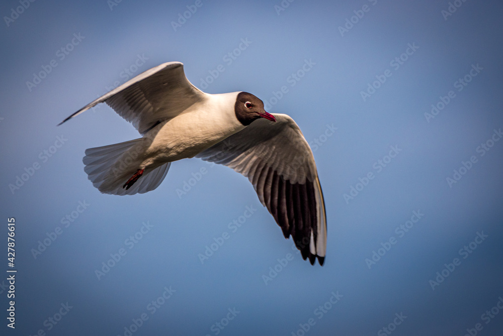 Obraz premium flying seagull