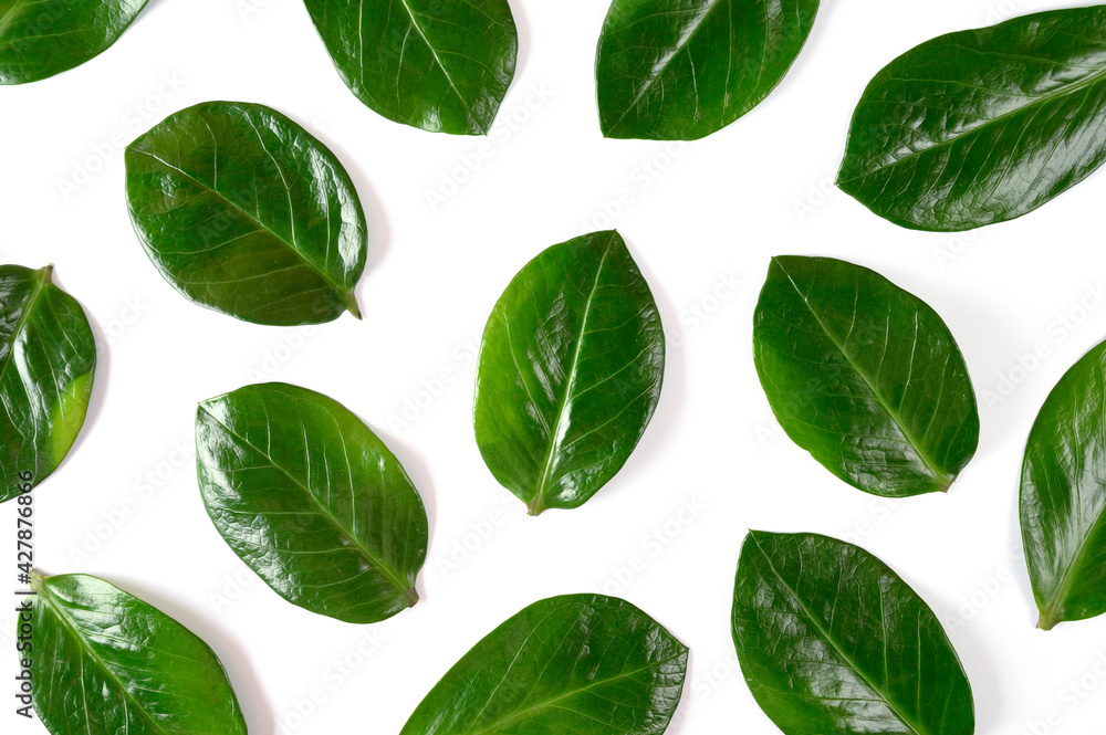 Summer pattern with green tropical leaves on white isolated background. Flat lay. top view Summer pattern with green tropical leaves on white isolated background. Flat lay. top view