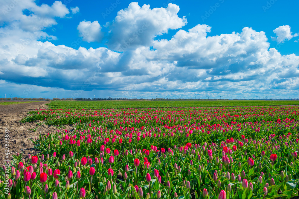 Colorful tulips in an agricultural field in sunlight below a blue cloudy sky in spring, Almere, Flevoland, The Netherlands, April 13, 2021