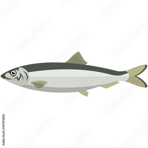 Vector fish baltic herring sea underwater wildlife