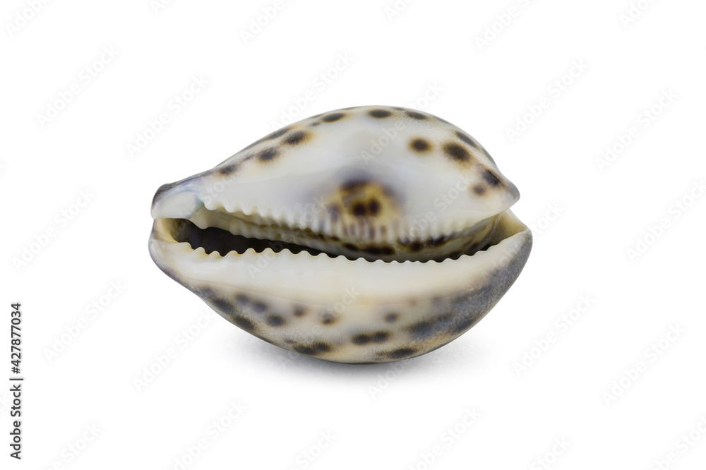 Seashell Cypraea tigris isolated on white background.