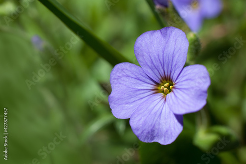 Flax flower close-up